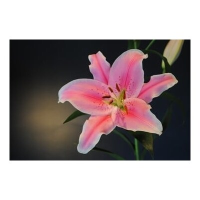 オリエンタルユリ 花束　O96