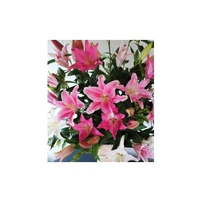 オリエンタルユリ 花束(12回発送) ZA7
