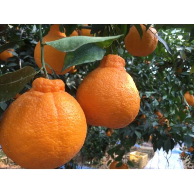 まちなが家族農園の不知火(しらぬい)5kg N105x1