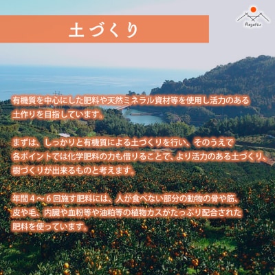 【令和8年2月中旬頃～発送】L-27 早津みかん園のスイートスプリング 3kg L27