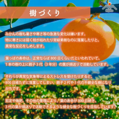 【令和8年2月中旬頃～発送】L-27 早津みかん園のスイートスプリング 3kg L27