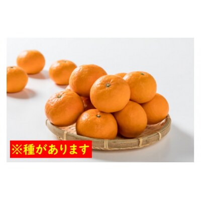 濃厚!ジューシー!岩本農園のなつみ(小玉)5 L113