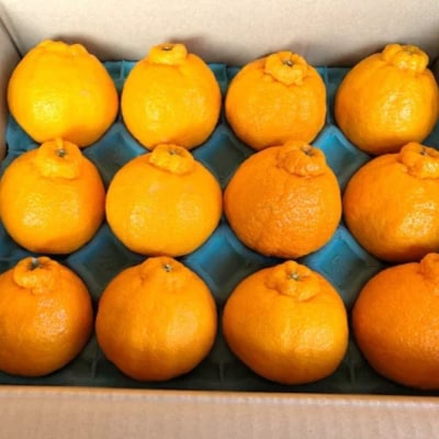 まちなが家族農園の小さな不知火(しらぬい)4.5kg L62×1