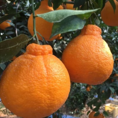 まちなが家族農園の小さな不知火(しらぬい)4.5kg L62×1