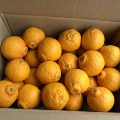 まちなが家族農園の小さな不知火(しらぬい)4.5kg L62×1