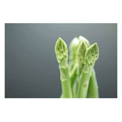 採れたて直送!「森のアスパラ」1kg