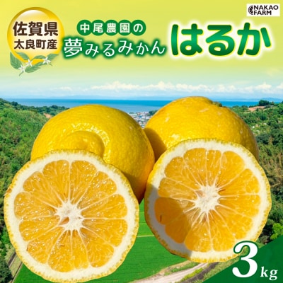 中尾農園の夢みるみかん はるか 3kg　MA13x1