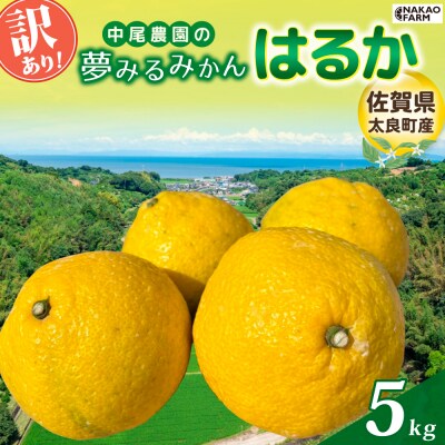 【訳あり】中尾農園の夢みるみかん はるか 5kg N258x1