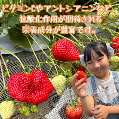 訳あり!太良町産「ゆめのか」冷凍いちご500g×2袋 MA15