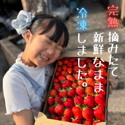訳あり!太良町産「ゆめのか」冷凍いちご500g×2袋 MA15