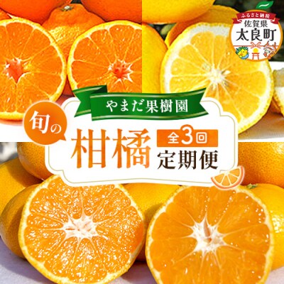 やまだ果樹園の柑橘定期便 Q63