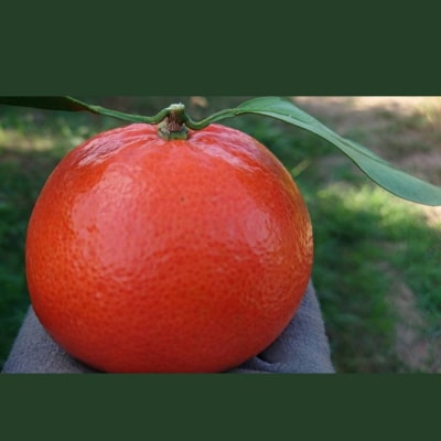 新宮みかん園 みはや 4kg(S~2L) N274