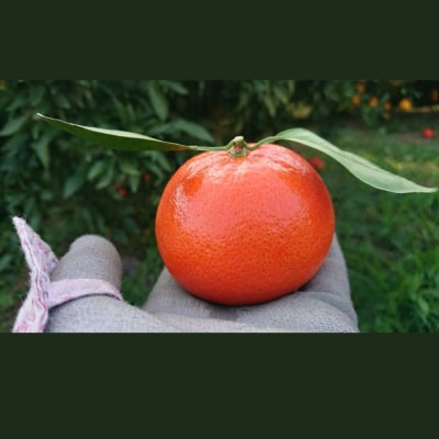 新宮みかん園 みはや 4kg(S~2L) N274