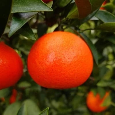 新宮みかん園 みはや 4kg(S~2L) N274