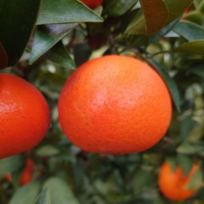 新宮みかん園 みはや 4kg(S~2L) N274