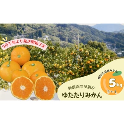 峰農園の早摘みゆたたりみかん 5kg M94