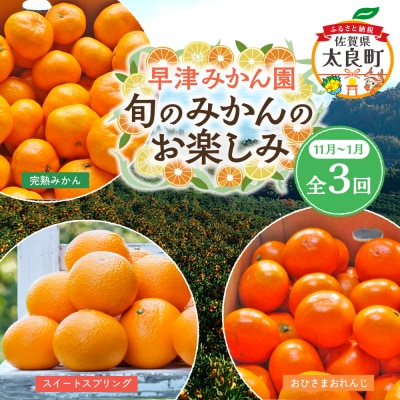 早津みかん園　旬のみかんのお楽しみ3回定期便(11月～2月) Q40