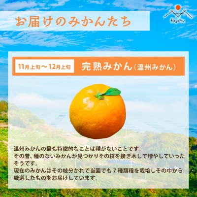 早津みかん園　旬のみかんのお楽しみ3回定期便(11月～2月) Q40