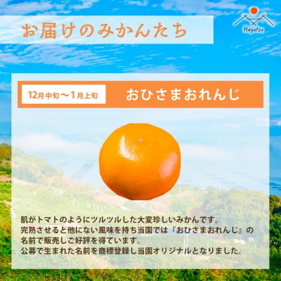 早津みかん園　旬のみかんのお楽しみ3回定期便(11月～2月) Q40