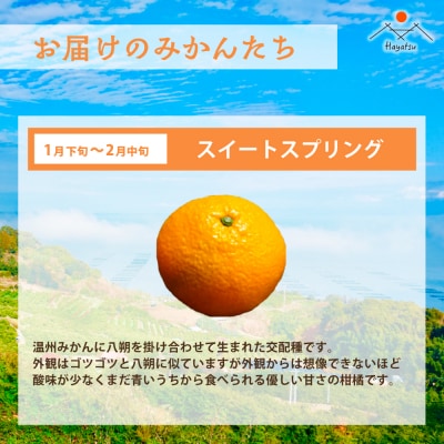 早津みかん園　旬のみかんのお楽しみ3回定期便(11月～2月) Q40