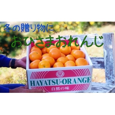 おひさまおれんじ3kg L103