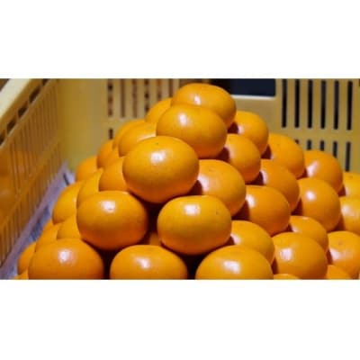 おひさまおれんじ3kg L103