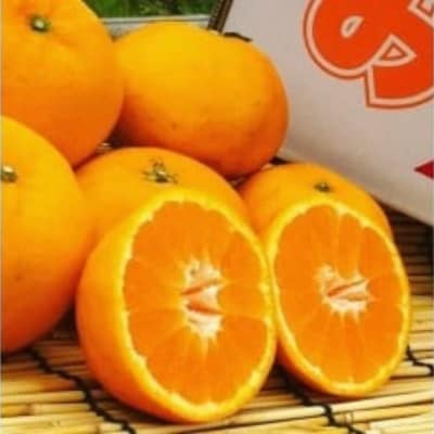山本農園のはれひめ 4.5kg S～2Lミックス 4.5kg N113