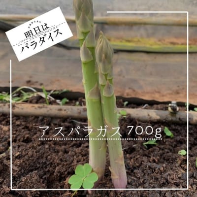 朝採れアスパラガス700g 朝採れ即発送「明日はパラダイス」 N244