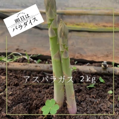 朝採れアスパラガス2kg 朝採れ即発送「明日はパラダイス」 P113