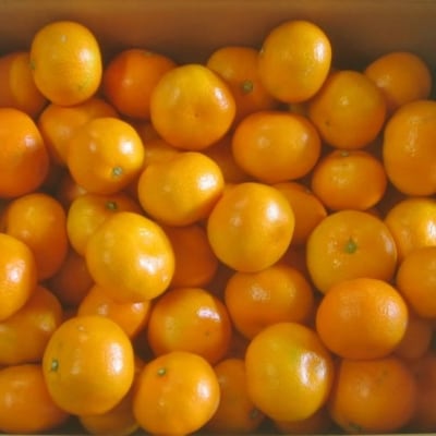 早津みかん園の完熟プチみかん 3kg L102