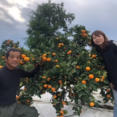 まちなが家族農園のハウス不知火(しらぬい) 5kg