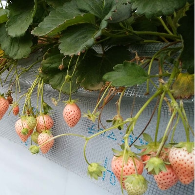 <訳あり品> 群馬県産白イチゴ「淡雪」【2025年1月4日〜3月31日発送】 F21E-252