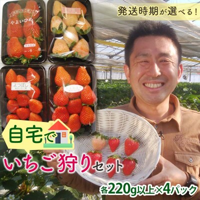 自宅でいちご狩りセット<淡雪・赤い苺3種類>【2025年1月4日〜3月31日発送】 F21E-248