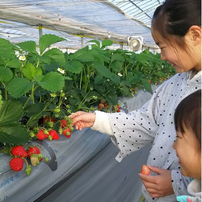 自宅でいちご狩りセット<淡雪・赤い苺3種類>【2025年3月1日〜5月15日発送】 F21E-249