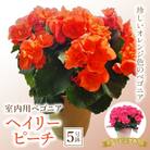 室内用ベゴニア「ヘイリーピーチ」5号鉢 F20E-742