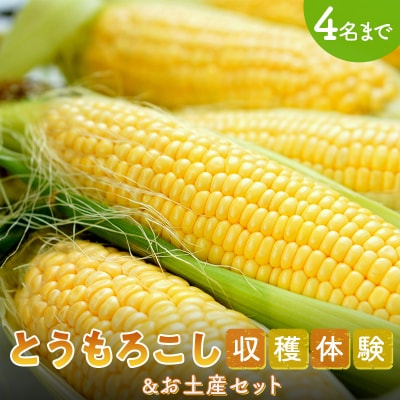 とうもろこし収穫体験&お土産セット (とうもろこし15本) F21E-067