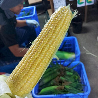 夜間収穫したとうもろこし ゴールドラッシュ2Lサイズ 25本 (約10kg) F21E-066