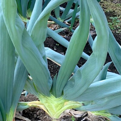 下仁田ねぎ15本 長ネギ 長ねぎ 長葱 ねぎ ネギ 有機肥料 野菜 群馬県 富岡市 F21E-065