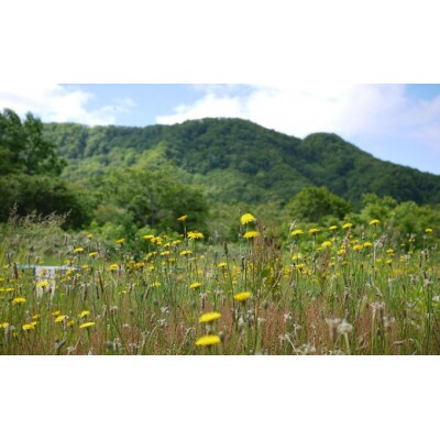 北海道産 野の花蜂蜜(百花蜜)1kgパック入り[53691193]