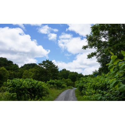 北海道産 野の花蜂蜜(百花蜜)1kgパック入り[53691193]