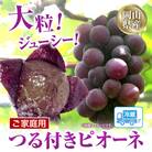 岡山県産ニューピオーネ　自家用つる付き1房(530g以上)2房入り　2025年産先行受付　H-34a