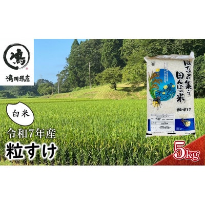 新米　令和7年 粒すけ 5kg 千葉産 白米[53680049]