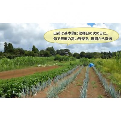 2～4名様向け/野菜6種に加工品をプラス[53680568]