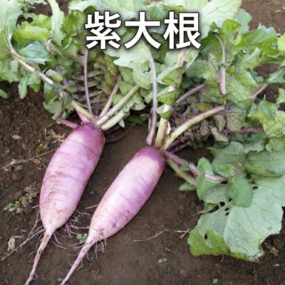 2～4名様向け/旬の野菜7種セット[53680570]