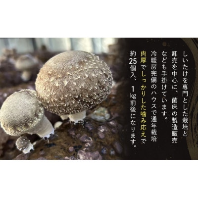 肉厚生椎茸1kg  千葉市 千葉県[53681329]