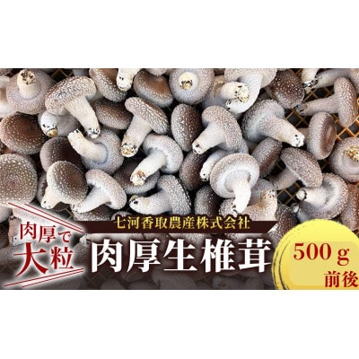 肉厚生椎茸500g前後 千葉県千葉市[53681330]