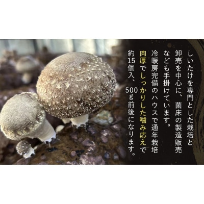 肉厚生椎茸500g前後 千葉県千葉市[53681330]
