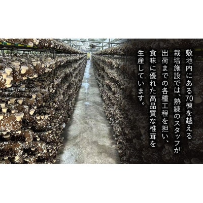肉厚生椎茸500g前後 千葉県千葉市[53681330]