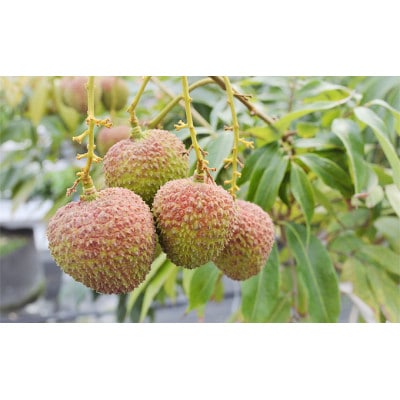 【千の葉ライチ】の 完熟 玉荷包ライチ (先行予約)[53680309]