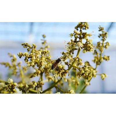 【千の葉ライチ】の 完熟 玉荷包ライチ (先行予約)[53680309]